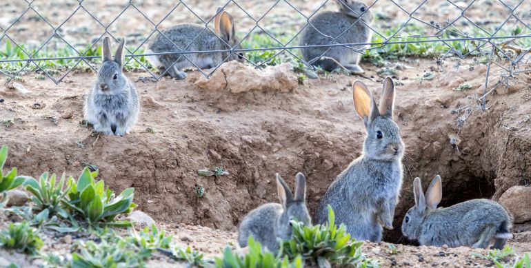 La Generalitat declara plaga la presencia de conejos en La Ribera